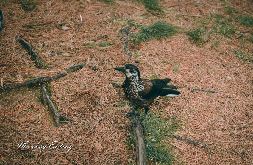 【南投景點】麟趾山-鹿林山-鹿林前山O型縱走，塔塔加健行一日遊，免申請眺望玉山群峰！ - 貪吃猴的幻想