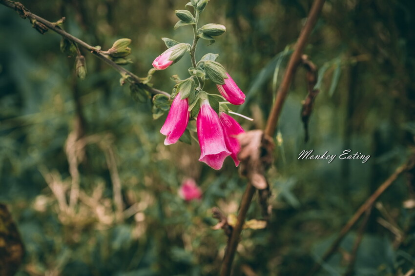 【南投景點】麟趾山-鹿林山-鹿林前山O型縱走，塔塔加健行一日遊，免申請眺望玉山群峰！ - 貪吃猴的幻想