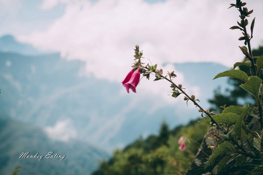 【南投景點】麟趾山-鹿林山-鹿林前山O型縱走，塔塔加健行一日遊，免申請眺望玉山群峰！ - 貪吃猴的幻想