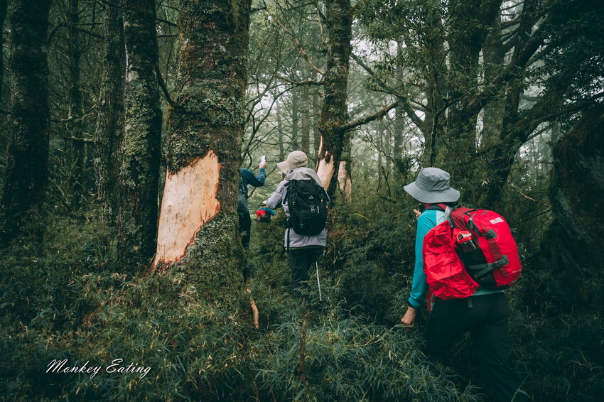 【南投景點】麟趾山-鹿林山-鹿林前山O型縱走，塔塔加健行一日遊，免申請眺望玉山群峰！ - 貪吃猴的幻想
