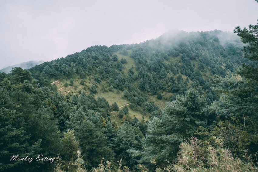 【南投景點】麟趾山-鹿林山-鹿林前山O型縱走，塔塔加健行一日遊，免申請眺望玉山群峰！ - 貪吃猴的幻想