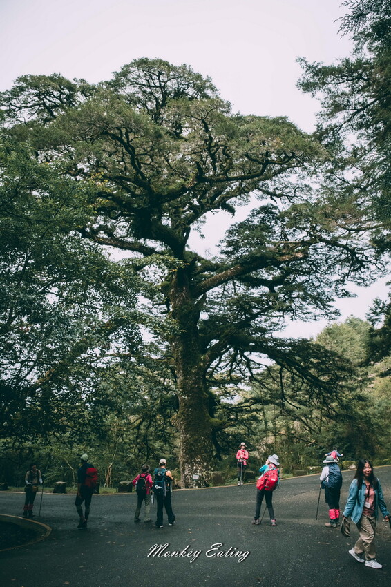 【南投景點】麟趾山-鹿林山-鹿林前山O型縱走，塔塔加健行一日遊，免申請眺望玉山群峰！ - 貪吃猴的幻想