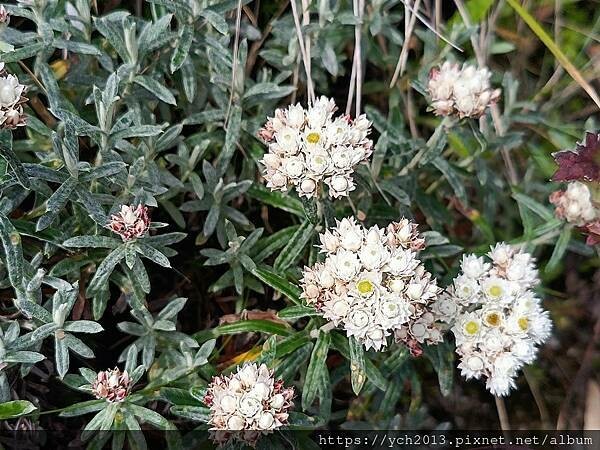 南投景點／合歡山前哨／鳶峰、昆陽、武嶺賞七月高山草花