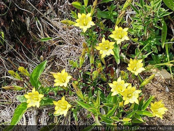 南投景點/合歡主峰初體驗