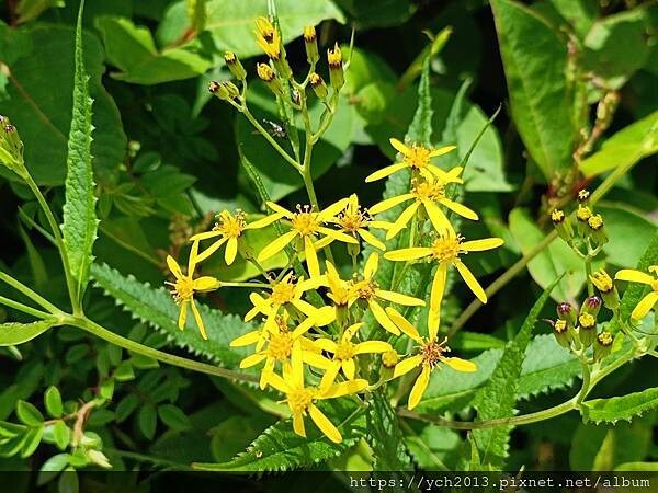 南投景點/合歡主峰初體驗