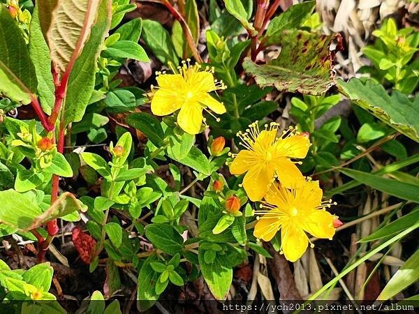 南投景點／合歡山前哨／鳶峰、昆陽、武嶺賞七月高山草花