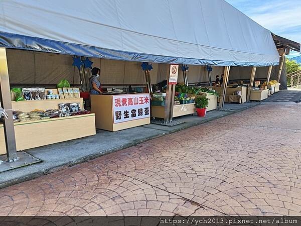 南投景點／合歡山前哨／鳶峰、昆陽、武嶺賞七月高山草花