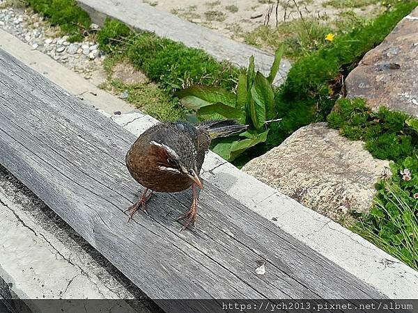 南投景點/合歡主峰初體驗