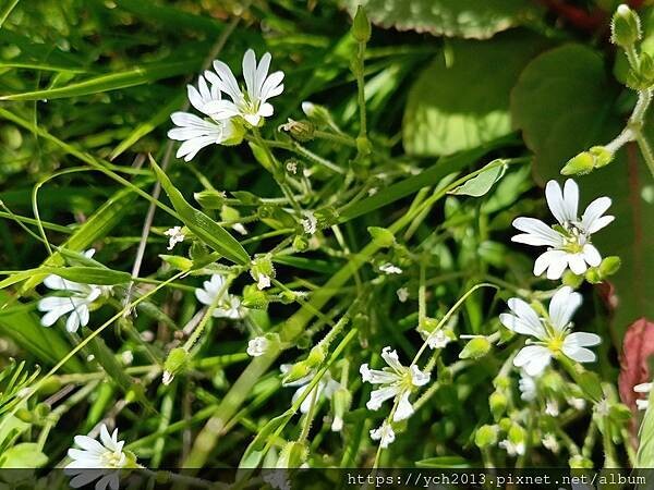 南投景點/合歡主峰初體驗