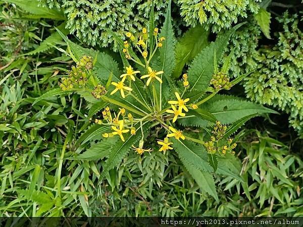 南投景點/輕鬆登頂石門山 南投景點/輕鬆登頂石門山