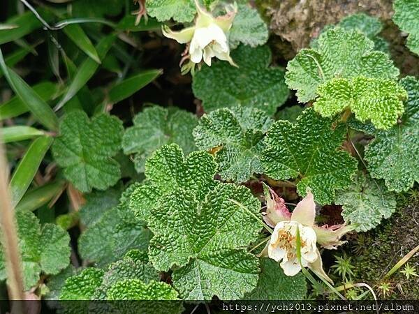 南投景點／合歡山前哨／鳶峰、昆陽、武嶺賞七月高山草花