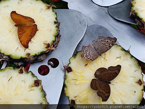 新加坡樟宜機場第三航廈蝴蝶園與藝術作品