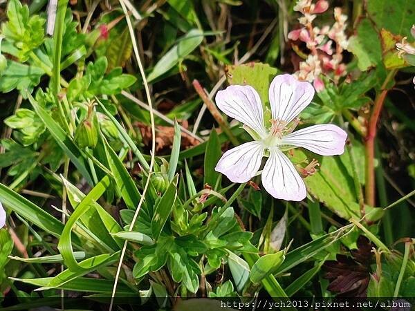 南投景點／合歡山前哨／鳶峰、昆陽、武嶺賞七月高山草花