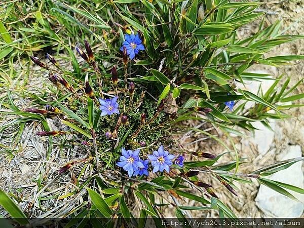 南投景點/合歡主峰初體驗