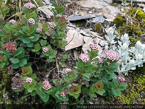 南投景點／合歡山前哨／鳶峰、昆陽、武嶺賞七月高山草花
