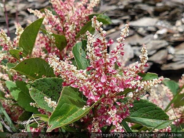 南投景點／合歡山前哨／鳶峰、昆陽、武嶺賞七月高山草花