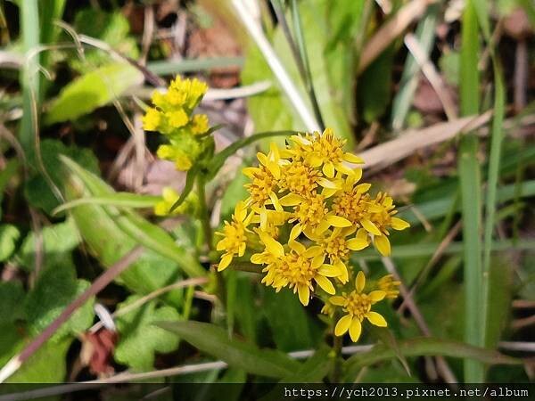 一枝黃花(52).jpg