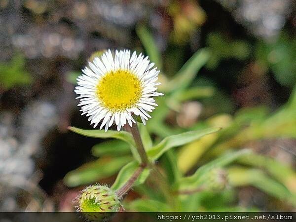 南投景點/合歡主峰初體驗