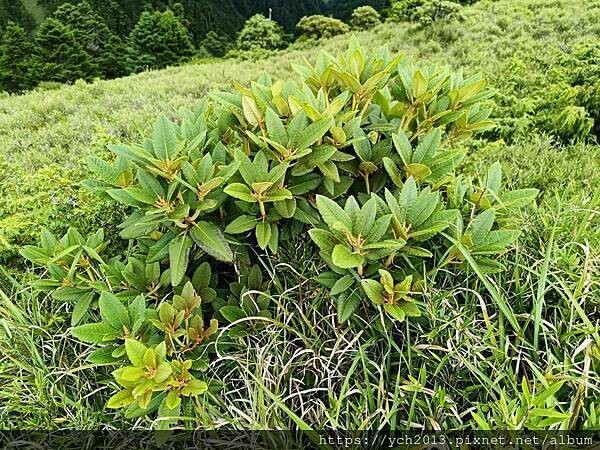 南投景點/輕鬆登頂石門山 南投景點/輕鬆登頂石門山