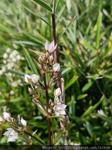 南投景點/合歡主峰初體驗