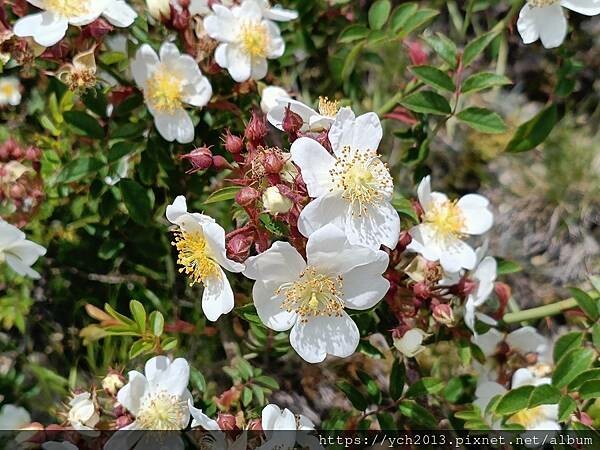 南投景點/合歡主峰初體驗