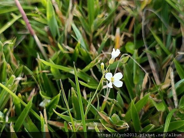 南投景點／合歡山前哨／鳶峰、昆陽、武嶺賞七月高山草花