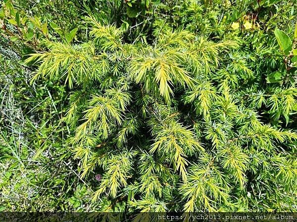 南投景點/合歡主峰初體驗