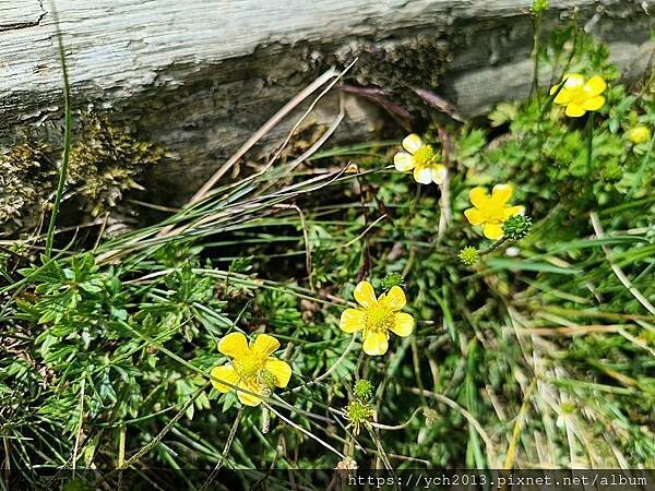 南投景點/合歡主峰初體驗