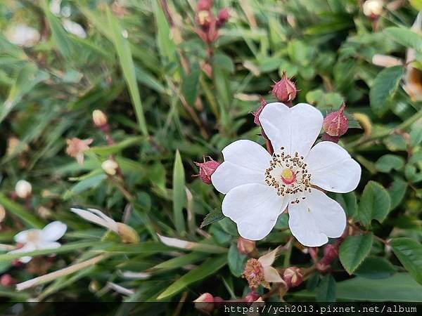 南投景點／合歡山前哨／鳶峰、昆陽、武嶺賞七月高山草花
