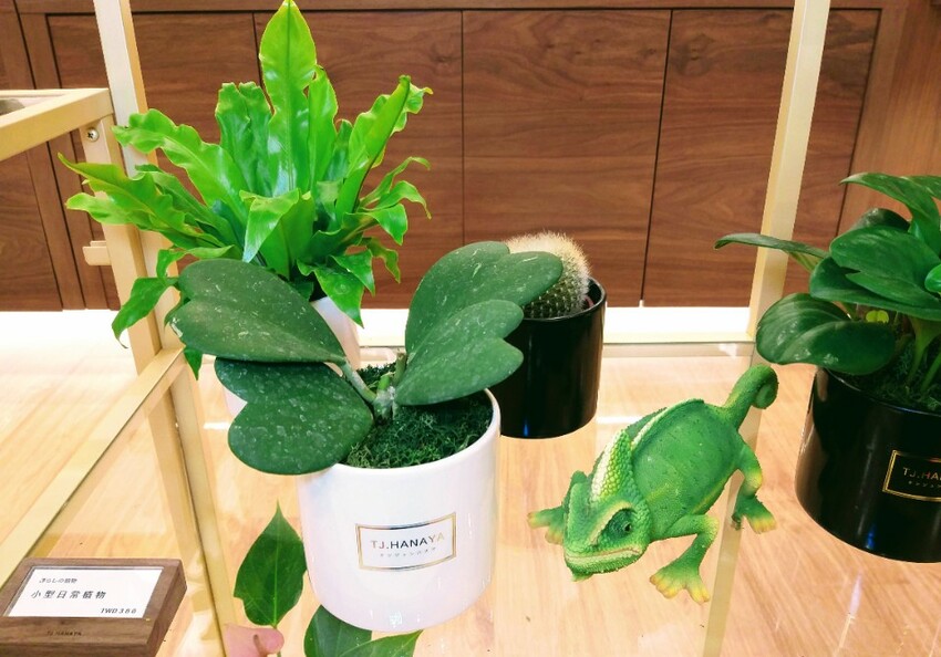 【生活】台北東區花店「TJ.HANAYA-緹緁花屋」永生花繽