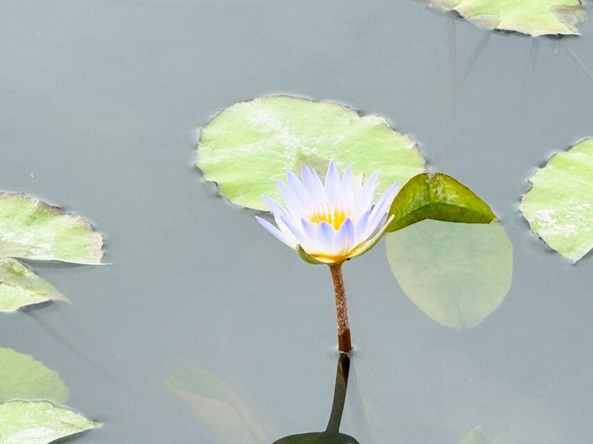 2023 台中景點推薦》台灣好行「豐后線」 - 包車帶你遊覽台中知名景點 I 台中旅遊推薦 - 理智派的生活手札