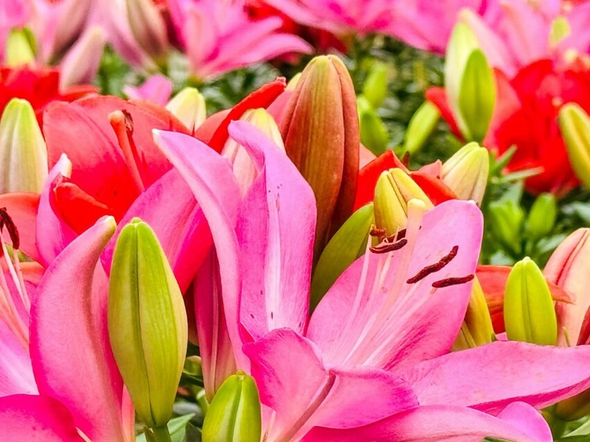 2023 台中景點推薦》台灣好行「豐后線」 - 包車帶你遊覽台中知名景點 I 台中旅遊推薦 - 理智派的生活手札