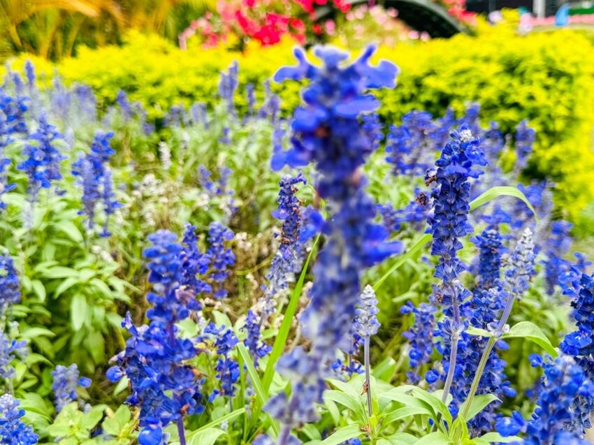 2023 台中景點推薦》台灣好行「豐后線」 - 包車帶你遊覽台中知名景點 I 台中旅遊推薦 - 理智派的生活手札