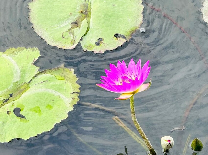 2023 台中景點推薦》台灣好行「豐后線」 - 包車帶你遊覽台中知名景點 I 台中旅遊推薦 - 理智派的生活手札