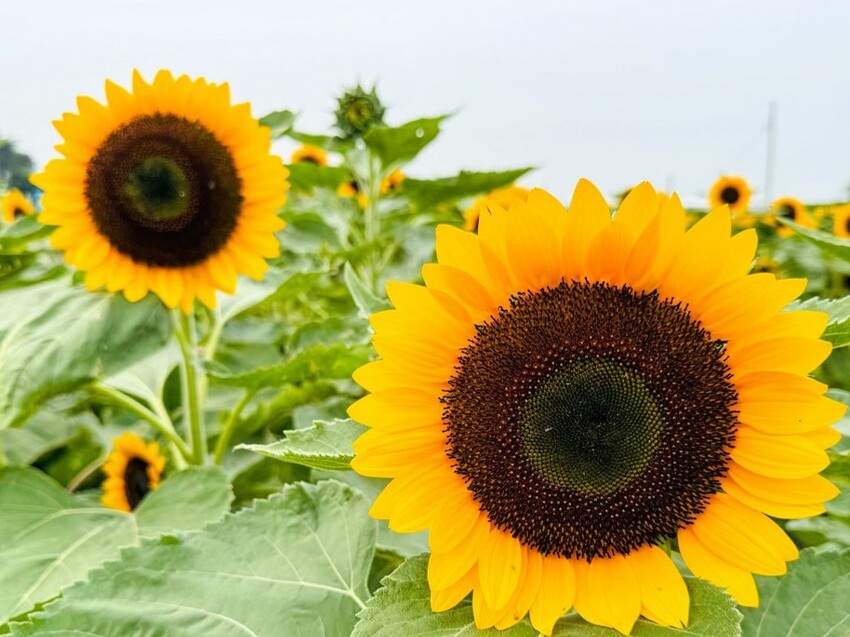 2023 台中景點推薦》台灣好行「豐后線」 - 包車帶你遊覽台中知名景點 I 台中旅遊推薦 - 理智派的生活手札