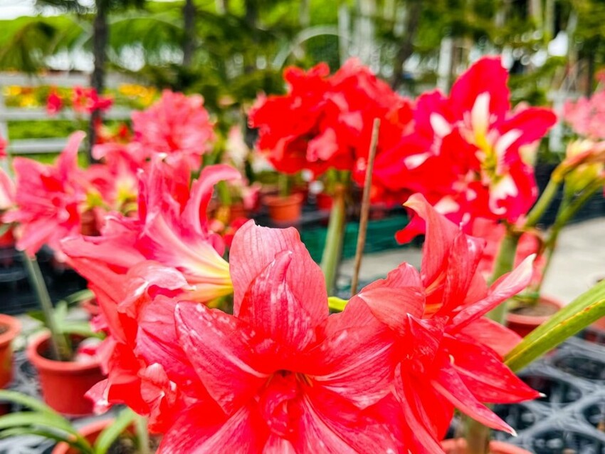 2023 台中景點推薦》台灣好行「豐后線」 - 包車帶你遊覽台中知名景點 I 台中旅遊推薦 - 理智派的生活手札