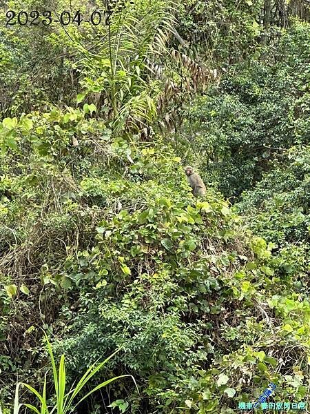 [中部景點] 台中和平 巨人之手 2023年再訪 雪山坑環線