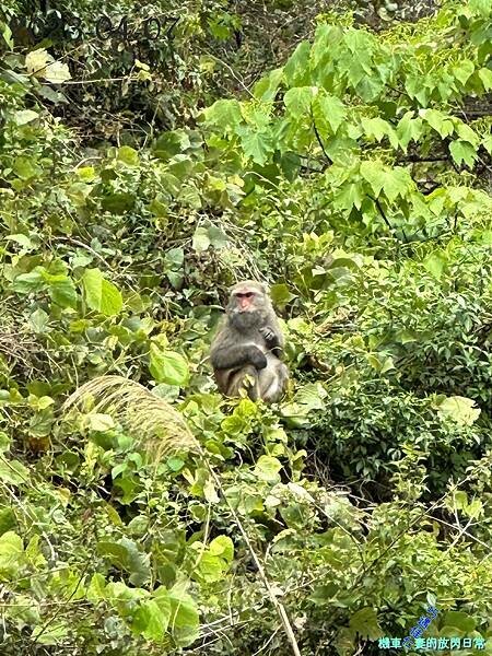 [中部景點] 台中和平 巨人之手 2023年再訪 雪山坑環線