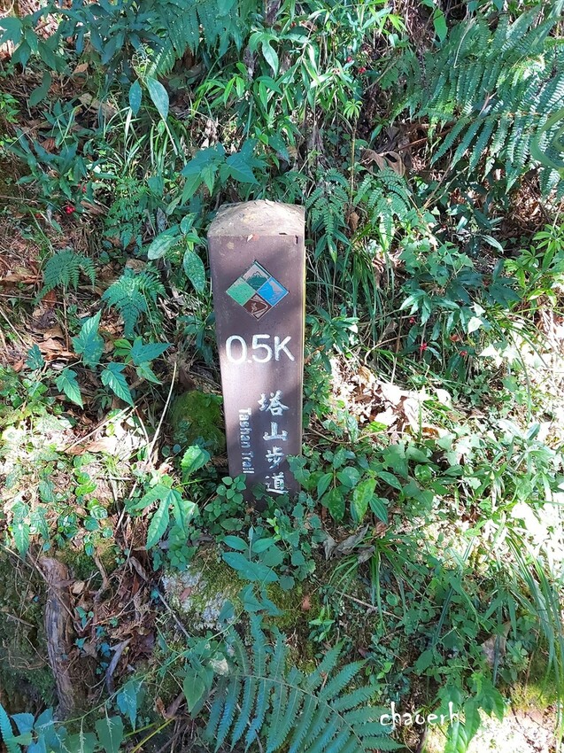 【健行】阿里山眠月線 森林鐵道