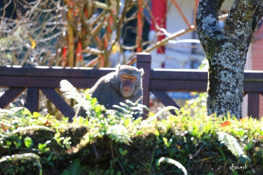 【健行】阿里山眠月線 森林鐵道