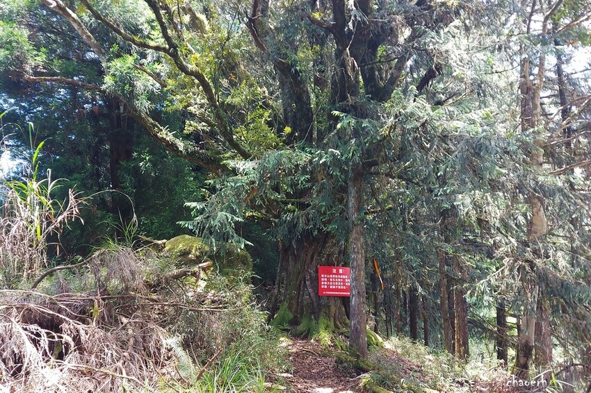 【登山 2天1夜】水漾森林➨鹿屈山➨鹿屈山前鋒 逆向O行縱