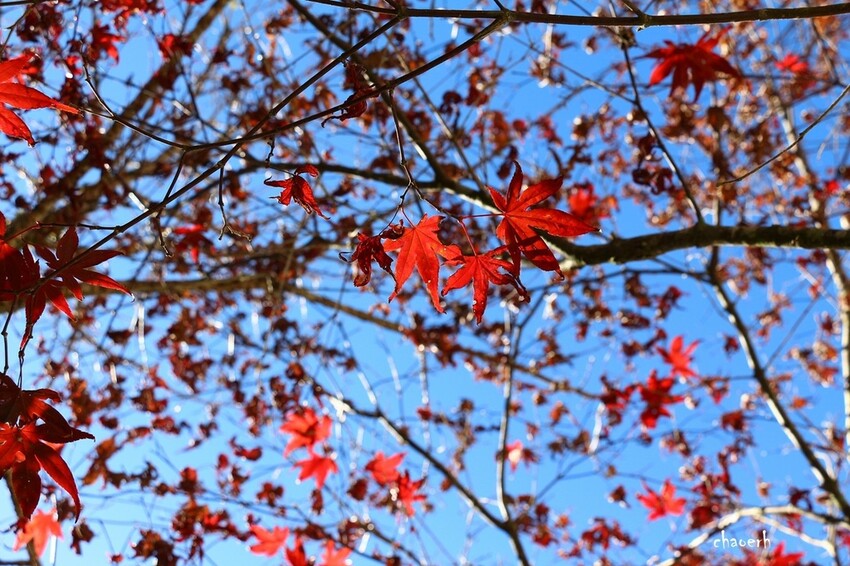 【健行】阿里山眠月線 森林鐵道