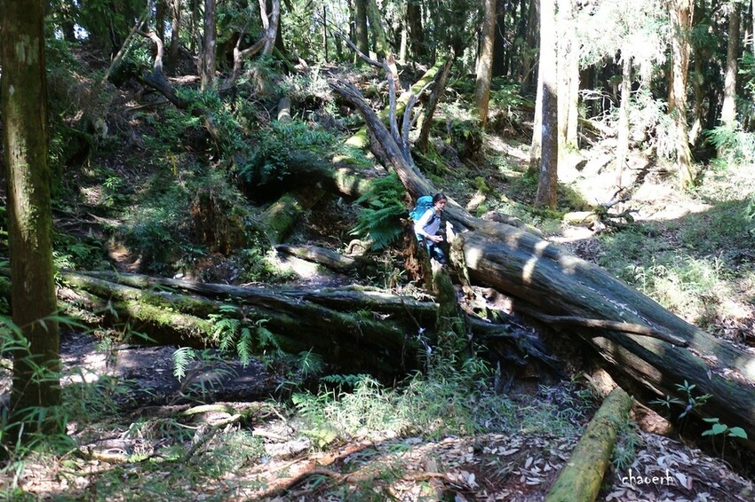 【登山 2天1夜】水漾森林➨鹿屈山➨鹿屈山前鋒 逆向O行縱