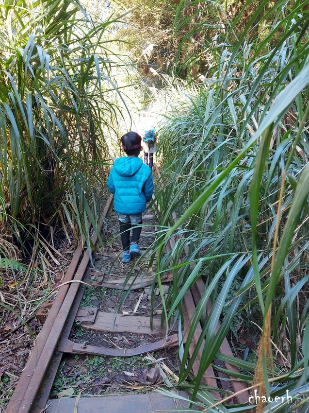 【健行】阿里山眠月線 森林鐵道
