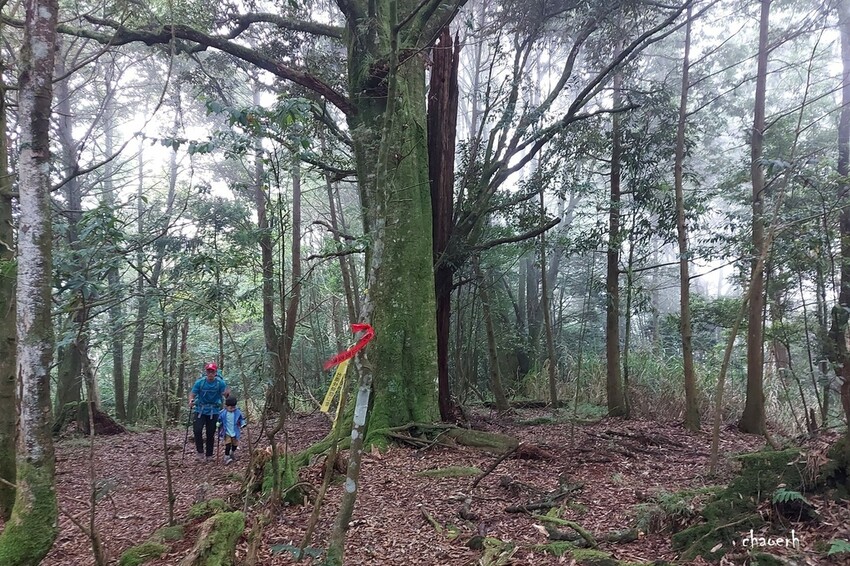 【登山 2天1夜】水漾森林➨鹿屈山➨鹿屈山前鋒 逆向O行縱