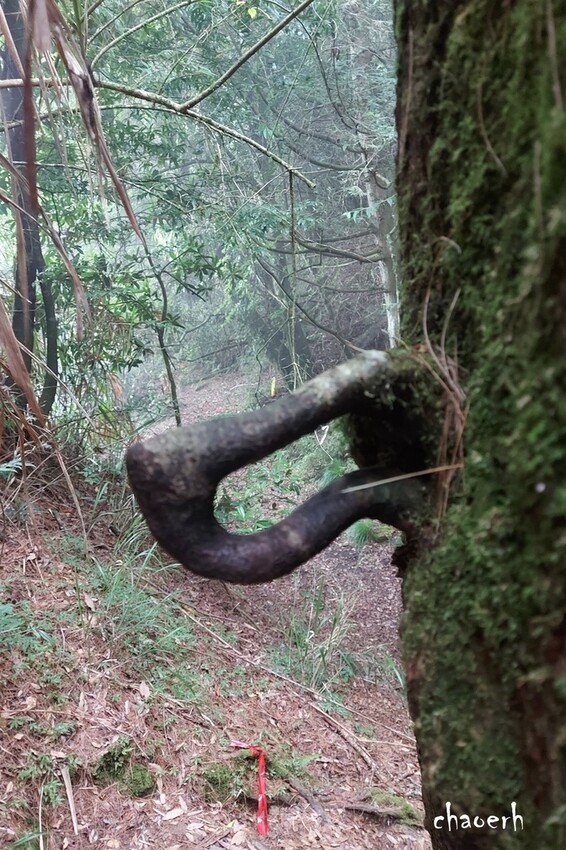【登山 2天1夜】水漾森林➨鹿屈山➨鹿屈山前鋒 逆向O行縱