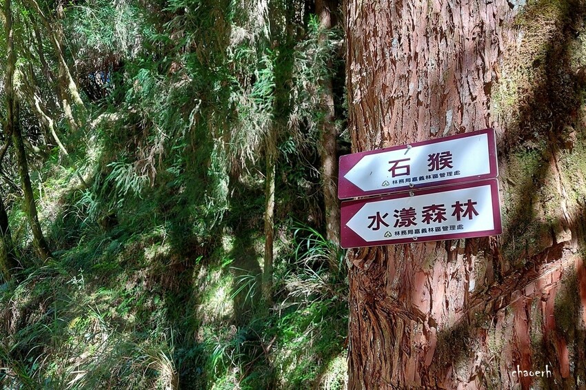 【健行】阿里山眠月線 森林鐵道