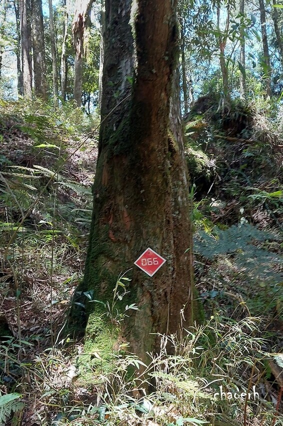 【登山 2天1夜】水漾森林➨鹿屈山➨鹿屈山前鋒 逆向O行縱