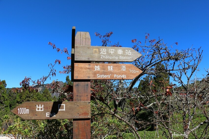 【健行】阿里山眠月線 森林鐵道