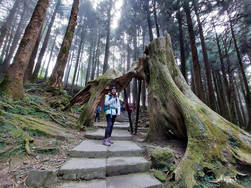 【健行】阿里山眠月線 森林鐵道